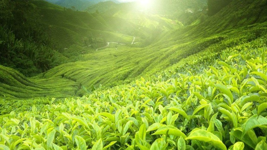 水木驛站茶業(yè)