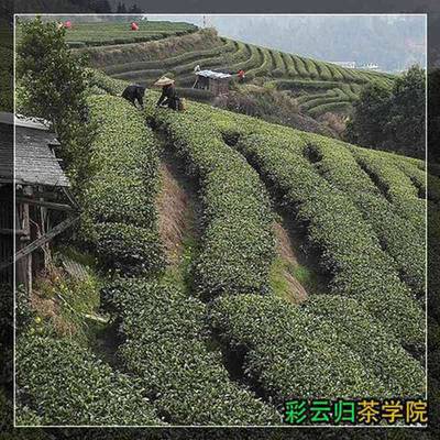 黃山市歙縣昌溪聯宜茶廠彩云歸茶玫瑰花茶廠家福州中國一般茶葉價格表
