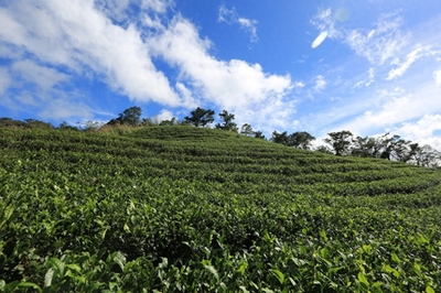 新北坪林"茶業博物館:冬日里的品茶與老街漫步之旅