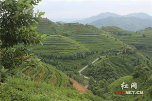 原來是這個園區 霸占 了湖南人的舌尖