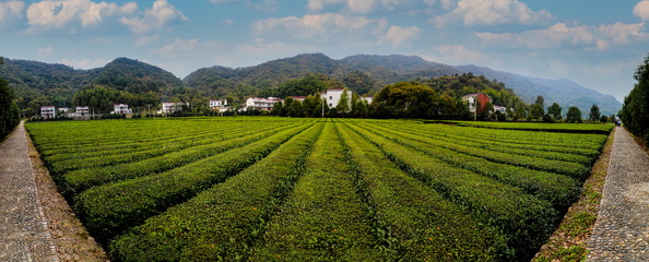 【義烏人在岳西】&ldquo;義烏茶人&rdquo;金偉東助力振興岳西姚河茶業側記