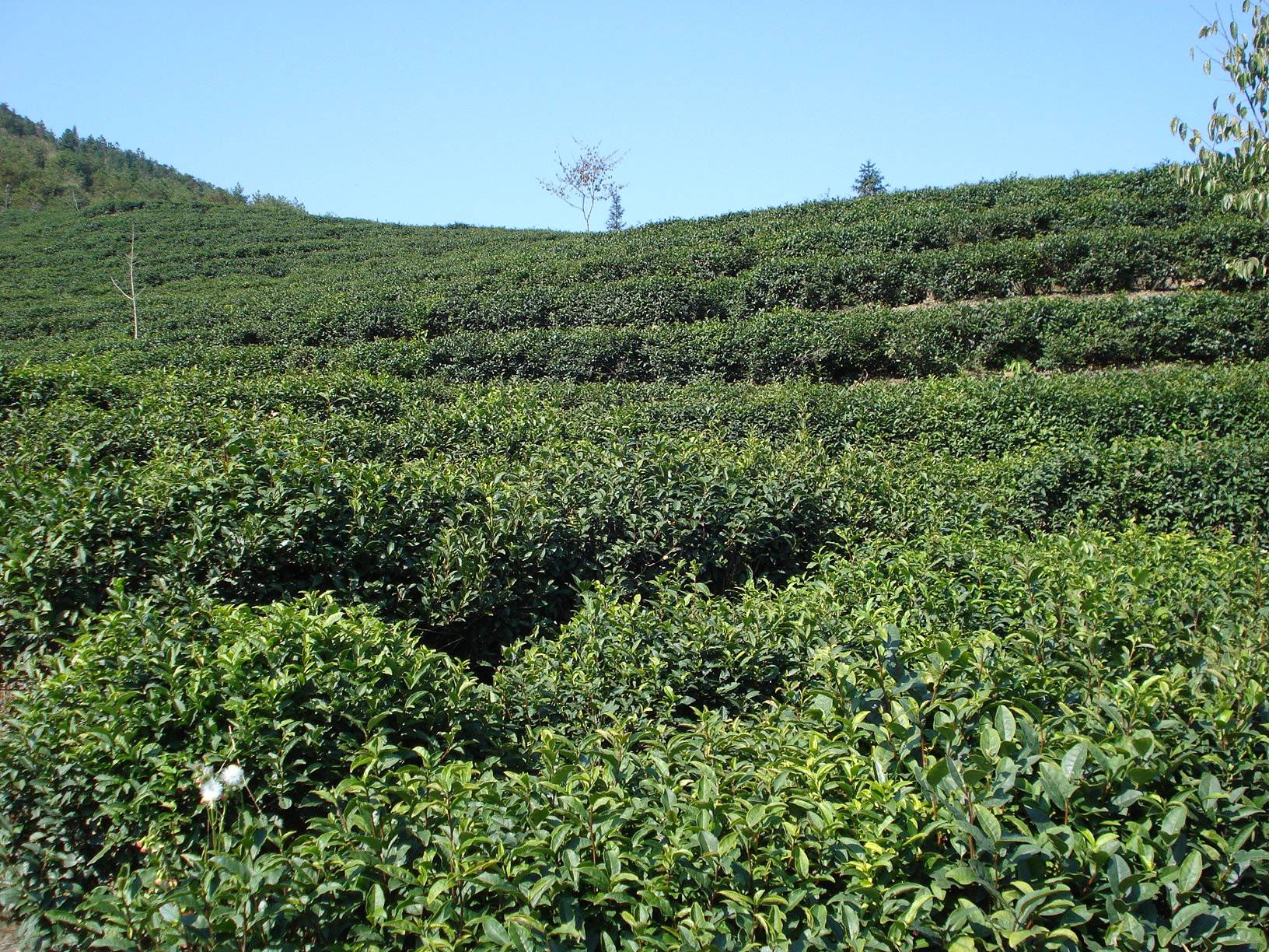 綠月茶業(yè):品茶養(yǎng)生,享受愜意生活_抹茶_膳食_茶葉