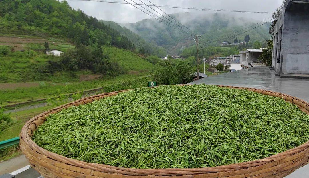 紫陽入選&ldquo;2025 胡潤中國茶業百強縣&rdquo;