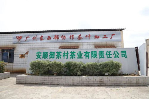 安順市高質量推進東西部協作助力鄉村振興，茶業蓬勃發展