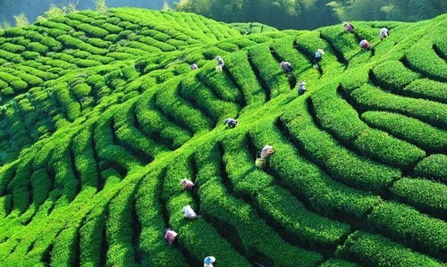 中國茶業百強企業盤點 浙江華茗園位列探花，四川文君茶業展露鋒芒